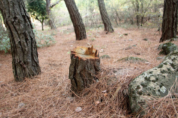 How Our Tree Care Process Works  in  Flemington, NJ