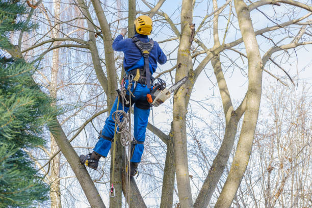 Lawn Pest Prevention in Flemington, NJ
