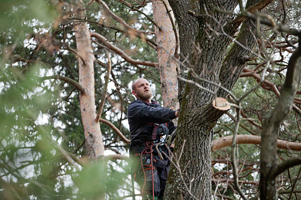 Trusted Flemington, NJ Tree Care Experts